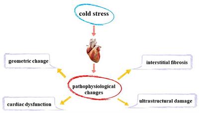 Unraveling the Mystery of Cold Stress-Induced Myocardial Injury